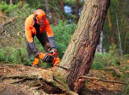 Best Commercial Tree Services  in Middletown, OH